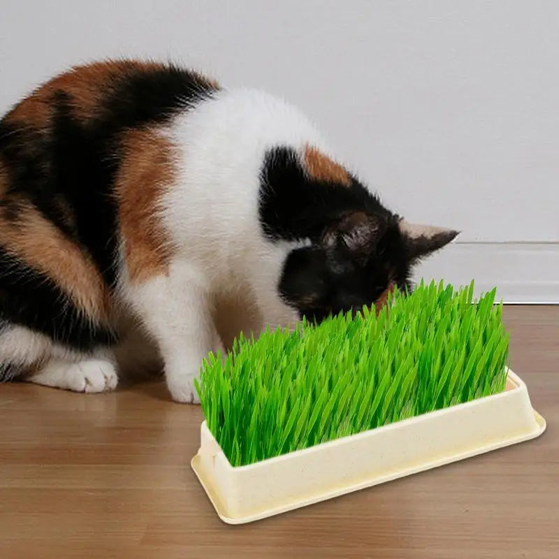 Cat Grass Growing Kit Includes Potting Mix Seeds